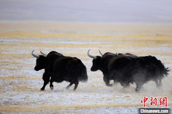 牦牛如何適應低氧環(huán)境？中科院團隊發(fā)現(xiàn)牦牛特有肺內皮細胞起作用