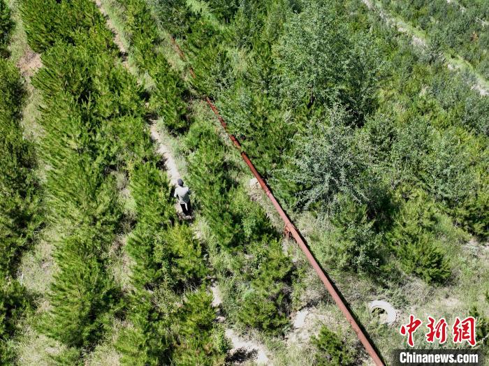 航拍建行青海省分行綠化區(qū)施工隊隊長盧占祥正在巡護綠化區(qū)?！∑钤鲚?攝