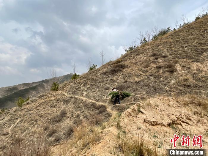 資料圖為建行青海省分行綠化區(qū)施工隊隊員人工運樹苗?！〗ㄐ星嗪Ｊ》中泄﹫D