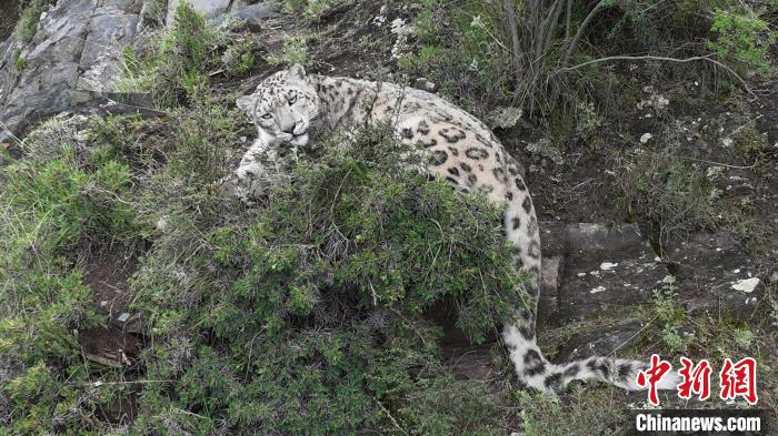 圖為雪豹向牧民攝影師方向張望。(資料圖) 公尕日 攝