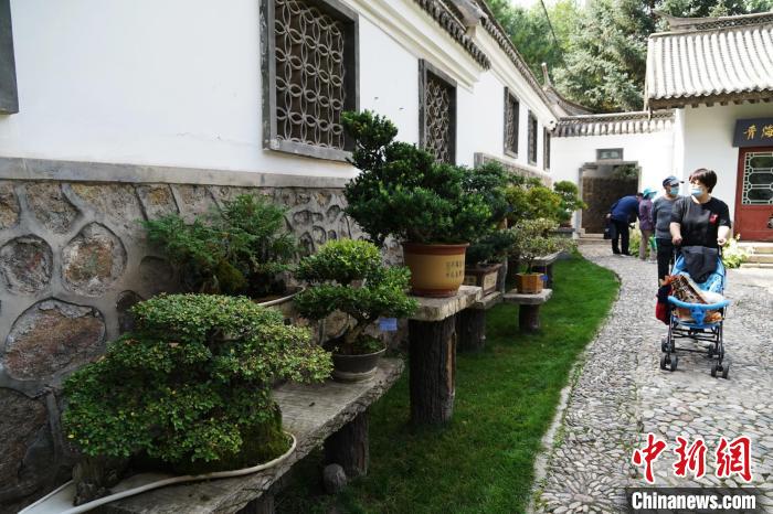 圖為市民在西寧園林植物園內(nèi)觀賞盆景?！●R銘言 攝