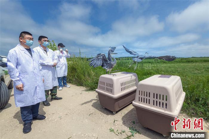 資料圖:圖為今年8月興凱湖國家級自然保護區(qū)管理局放飛救助的兩只蒼鷺 宋傳軍 攝