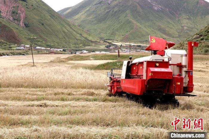 圖為秋收現(xiàn)場(chǎng)。　玉樹州委宣傳部供圖