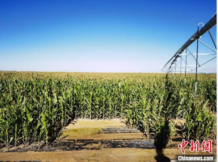 青?！凹Z改飼”項(xiàng)目收儲(chǔ)飼草44萬(wàn)余噸