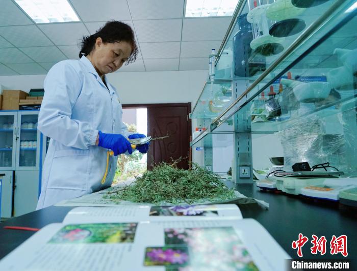 圖為張錦梅在實驗室工作。　馬銘言 攝