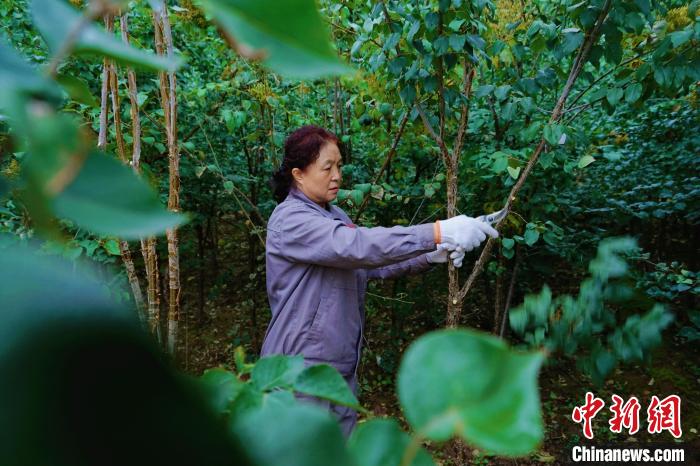 圖為張錦梅修剪丁香枝干。　馬銘言 攝