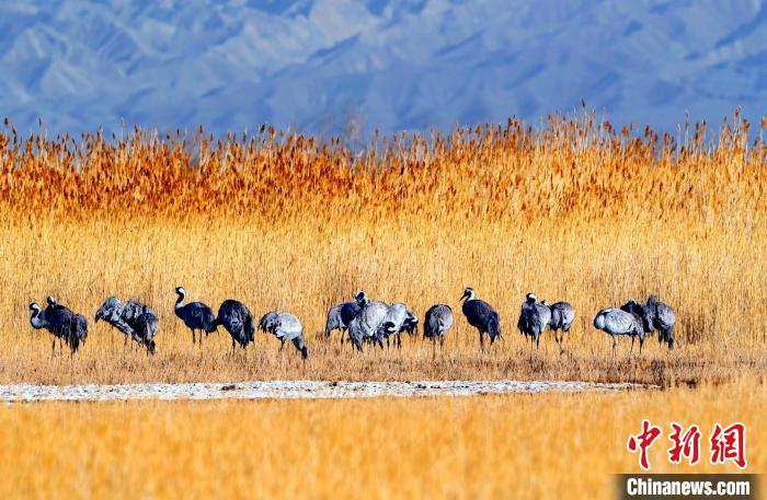 圖為可魯克湖野生水鳥覓食?！〉铝罟形麄鞑抗﹫D