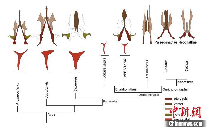 最原始鳥類“熱河鳥”最新研究：嗅覺更好、日行主導