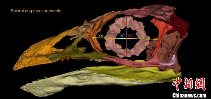 熱河鳥STM3-8化石標本的鞏膜環(huán)復原及測量示意圖?！『?供圖
