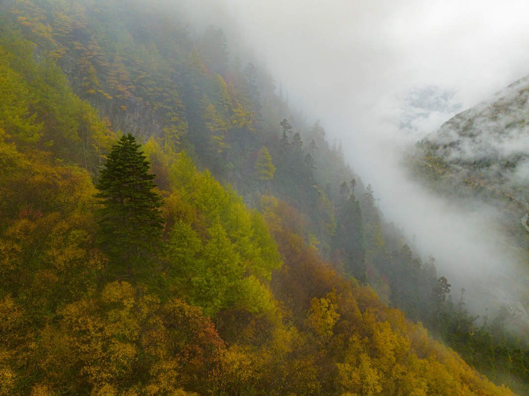 云纏霧繞，層林盡染。
