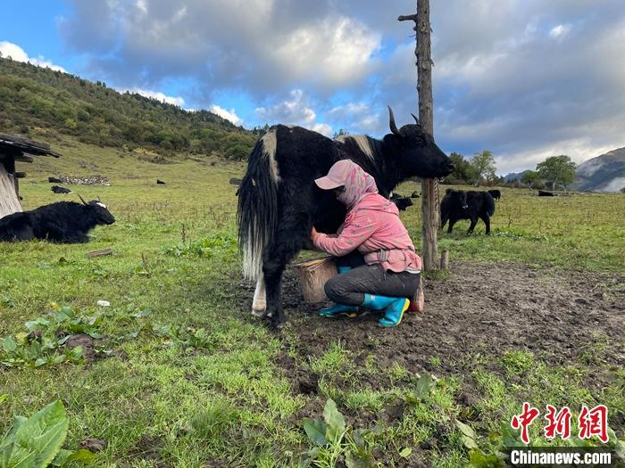 圖為9月27日早晨牧民擠牦牛奶。 <a target='_blank' href='/'><p  align=