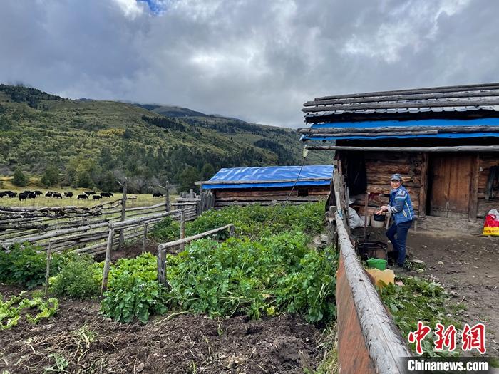 圖為9月27日牧民的牧屋和菜園子。 <a target='_blank' href='/'><p  align=