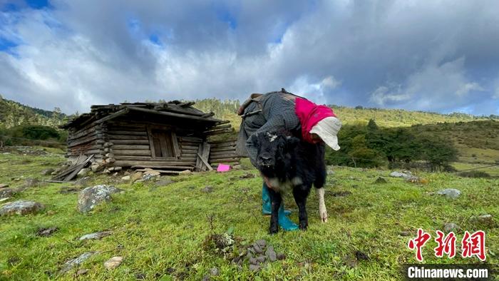 圖為9月27日牧民給小牦牛按摩。 <a target='_blank' href='/'><p  align=