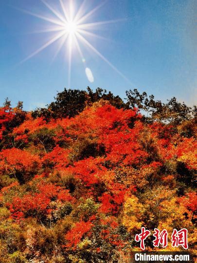 萬(wàn)源市紅葉似火。　朱平安 攝