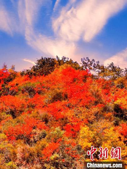 萬(wàn)源深秋紅葉似火?！≈炱桨?　攝