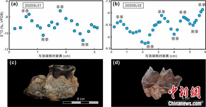 本次研究中的犀牛牙齒化石及氧同位素特征。　中科院青藏高原所 供圖