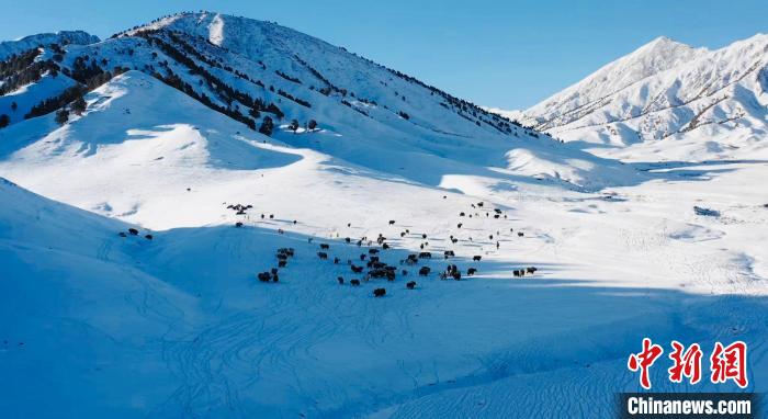 圖為牦牛群在雪地里覓食?！《继m縣融媒體中心供圖