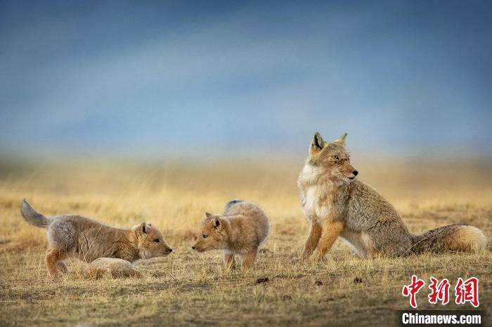 圖為焦生福的作品《居安思?！?。　青海省祁連山自然保護(hù)協(xié)會(huì)供圖
