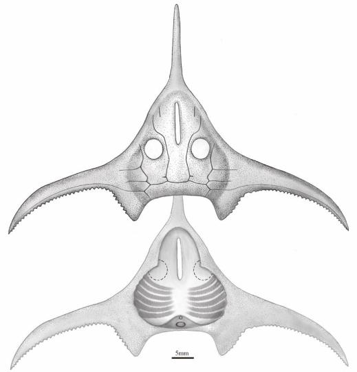 玉海翼角魚(yú)復(fù)原圖?！」ぢ?繪圖 攝