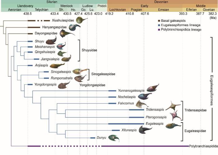 盔甲魚(yú)類(lèi)的系統(tǒng)發(fā)育關(guān)系及地史分布?！≈锌圃汗偶棺邓?供圖