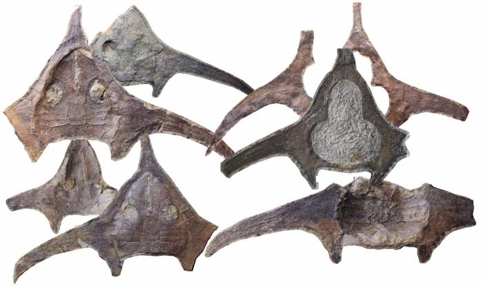 玉海翼角魚(yú)化石照片?！∩w志琨 攝