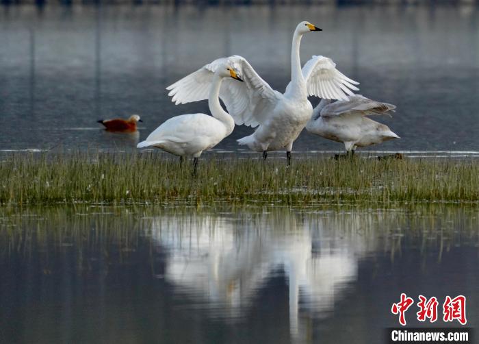 圖為三只大天鵝在黃河灘地嬉戲?！±钣穹?攝