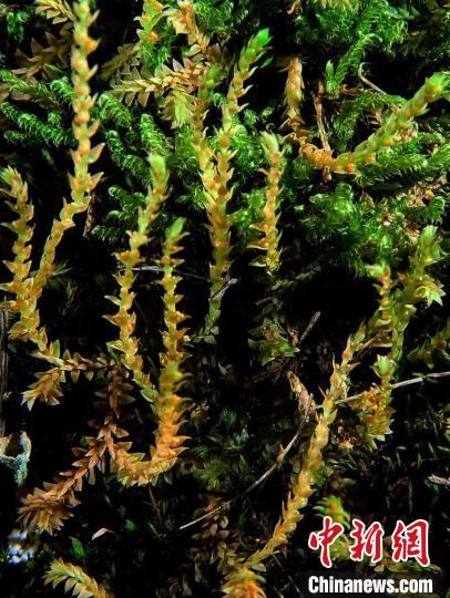 圖為九龍卷柏?！∏嗪Ｉ剿匀毁Y源調(diào)查規(guī)劃設(shè)計(jì)研究院供圖