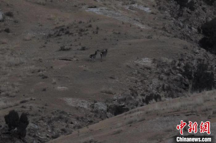 圖為兩只馬鹿在山坡上行走?！〔湃?攝