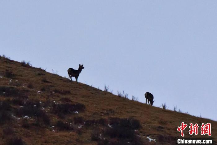 圖為馬鹿在山坡上覓食?！〔湃?攝