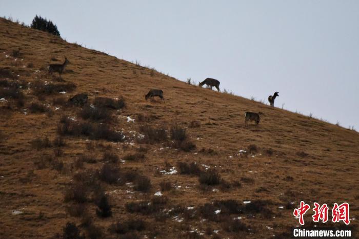 圖為馬鹿群在山坡上覓食?！〔湃?攝