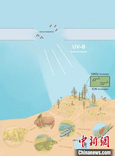 臭氧層破壞引起的紫外線輻射增加對陸地食物鏈的影響。　南古所 供圖