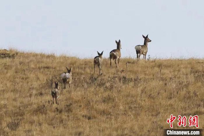 圖為狍鹿在山間漫步?！〔彭?xiàng)南加 攝