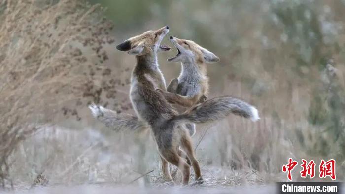 圖為同海元的作品《第一回合》?！∏嗪Ｊ∑钸B山自然保護(hù)協(xié)會(huì)供圖