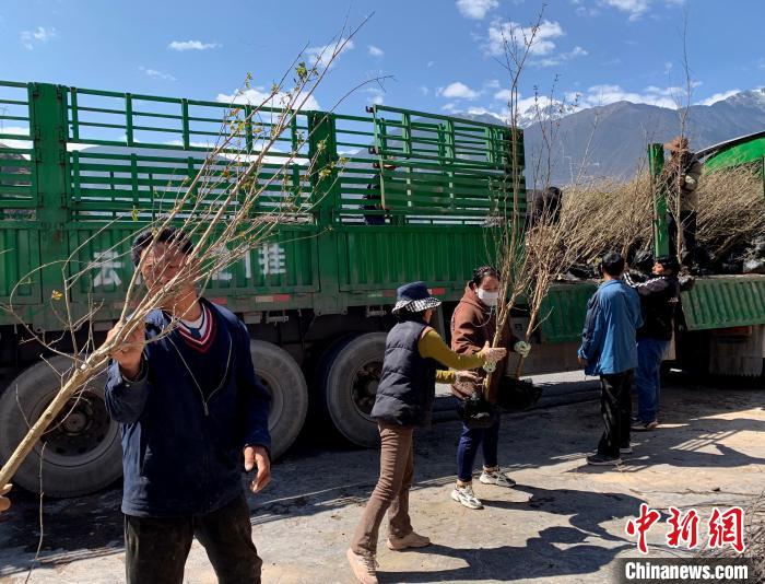 民眾搬運(yùn)苗木?！〔际忻⒖悼h委宣傳部供圖