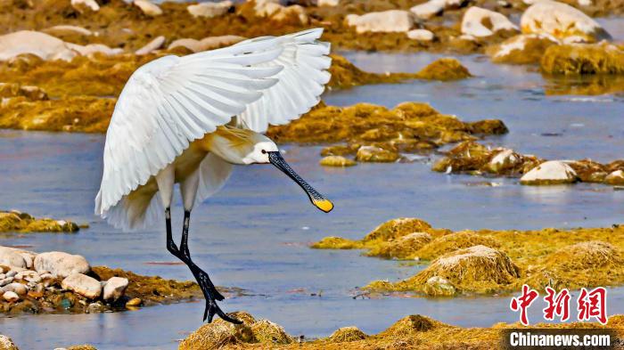 圖為白琵鷺?！?yán)桉 攝