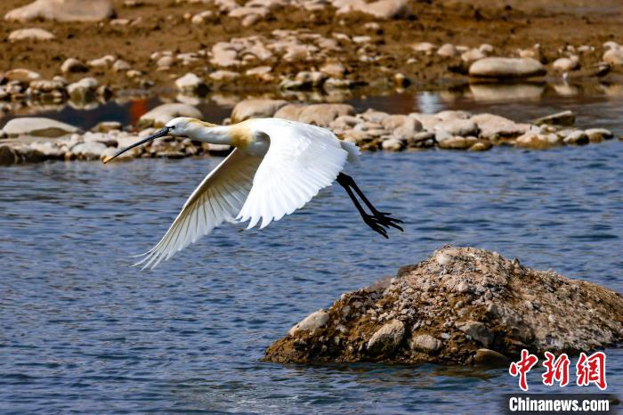 圖為準(zhǔn)備飛翔的白琵鷺。　嚴(yán)桉 攝