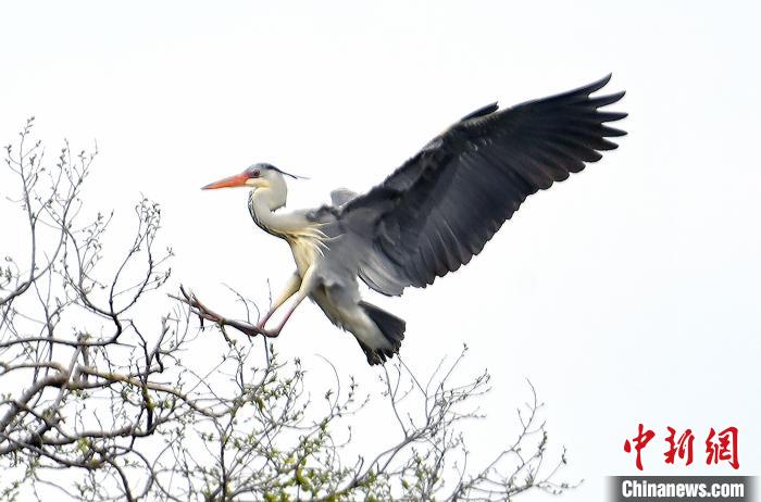 蒼鷺在覓食嬉戲?！“苍?攝