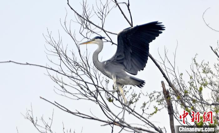 蒼鷺在覓食嬉戲?！“苍?攝