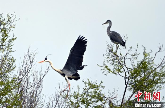 蒼鷺在覓食嬉戲?！“苍?攝
