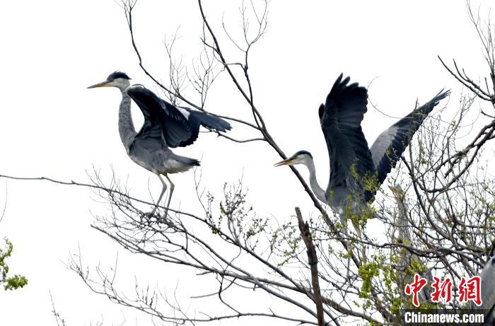 蒼鷺在覓食嬉戲?！“苍?攝