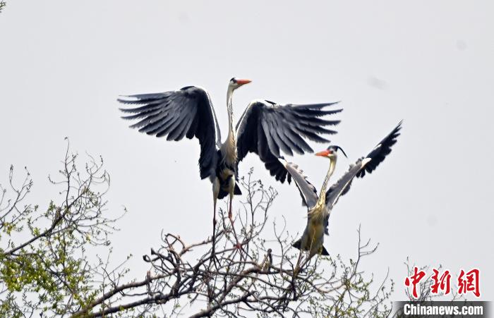 蒼鷺在覓食嬉戲。　安源 攝