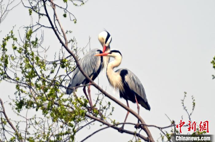 蒼鷺在覓食嬉戲?！“苍?攝