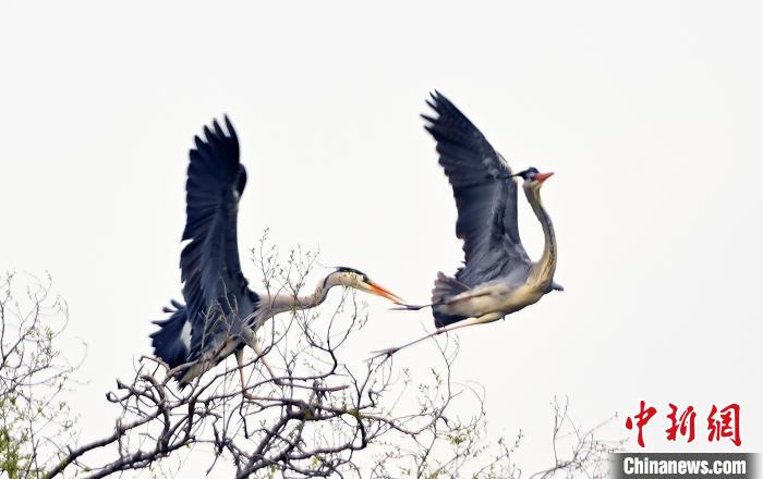 蒼鷺在覓食嬉戲?！“苍?攝