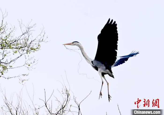 蒼鷺在覓食嬉戲?！“苍?攝