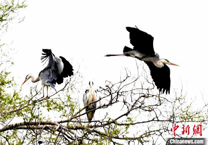 蒼鷺在覓食嬉戲?！“苍?攝