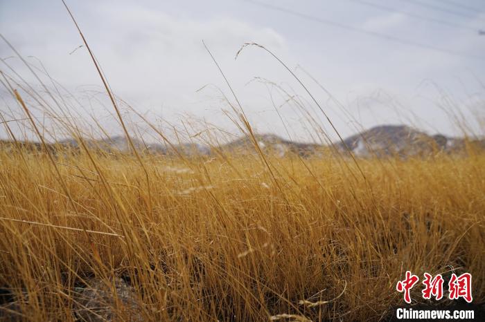圖為青海省海西蒙古族藏族自治州天峻縣木里礦區(qū)草木茂盛?！●R銘言 攝