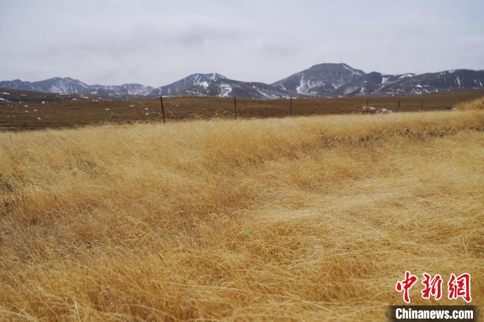 圖為青海省海西蒙古族藏族自治州天峻縣木里礦區(qū)草木茂盛。　馬銘言 攝