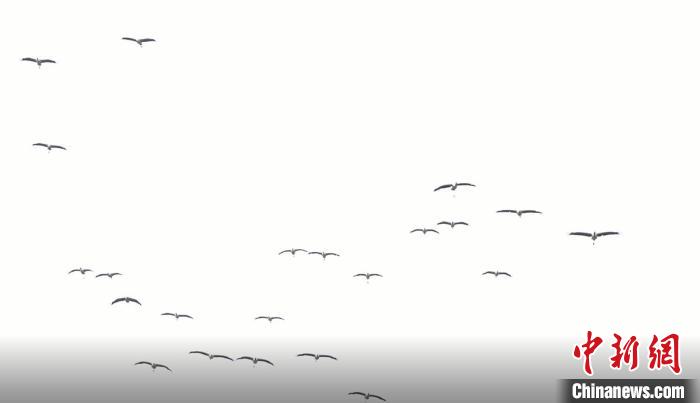 遷徙北歸?！√烊h融媒體中心 供圖