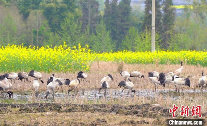 休息補給?！√烊h融媒體中心 供圖