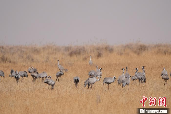 圖為草原上棲息的灰鶴?！∠葘m 攝
